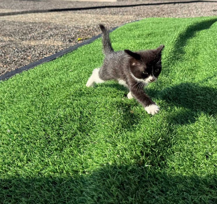 Отдам котят в хорошие руки