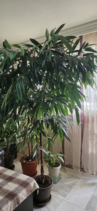 Фикус АЛИ голям 2метра дърво