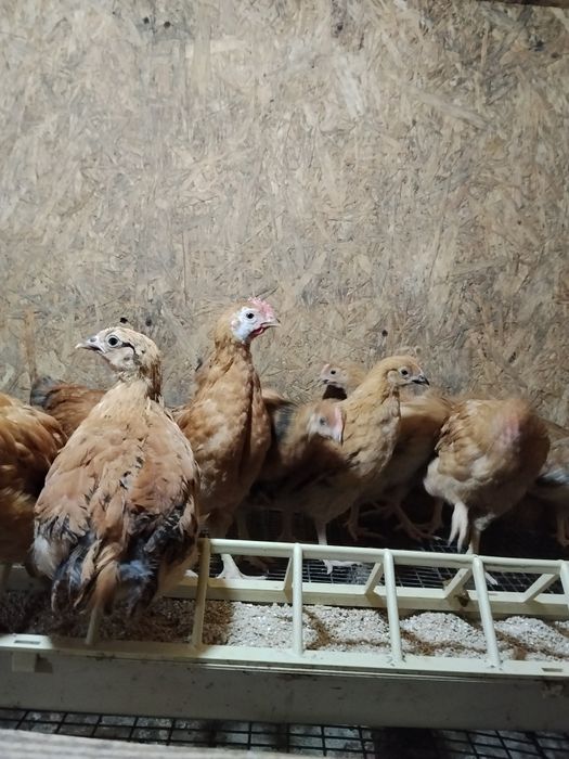 Продам яйцо инкубационное