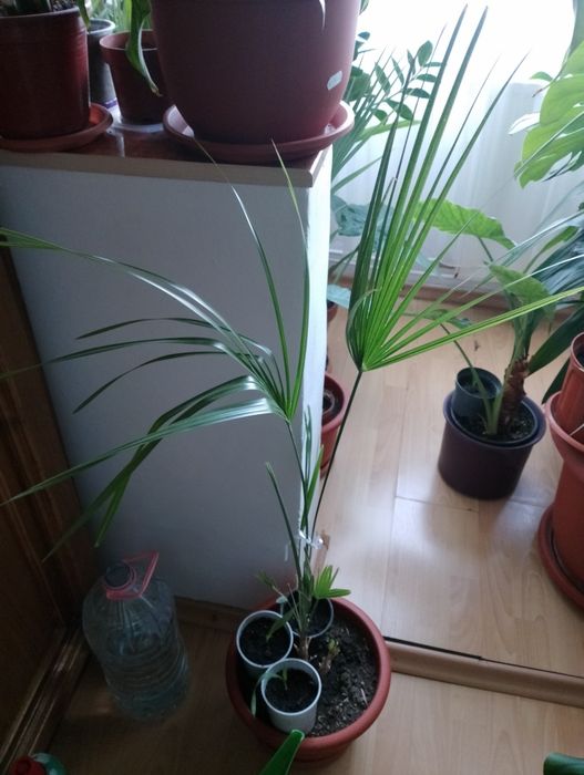 Palmieri humilis naturali