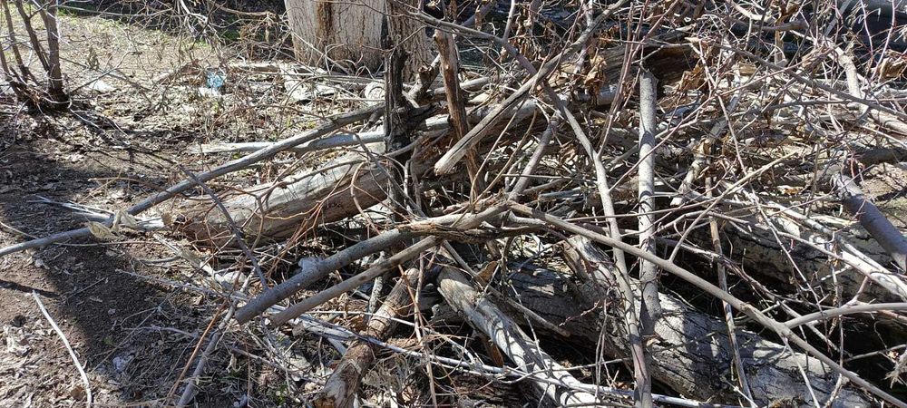 Дрова, спиленное дерево