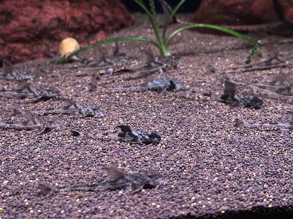 Лорикария Симилима (Loricaria Similima)