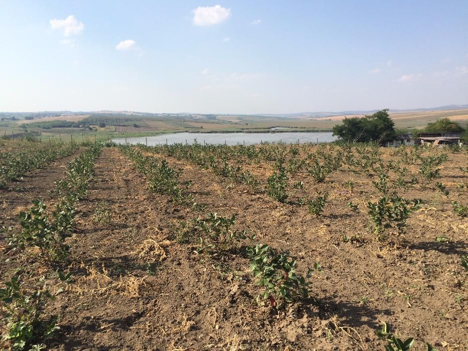 Aronia la Super Pret (Oferta) 4,50 lei