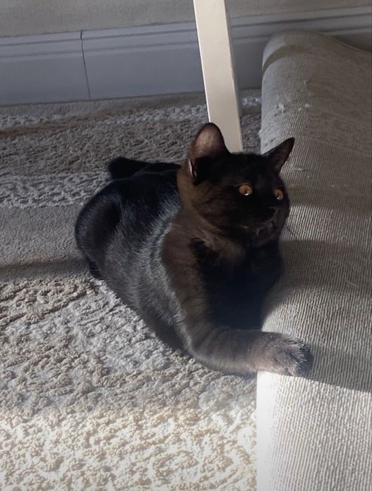 Черный котенок девочка