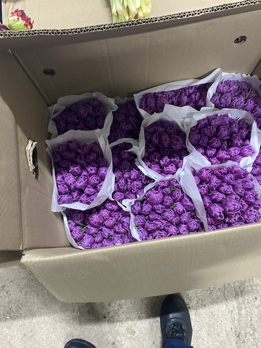 голландские тюльпаны по 450