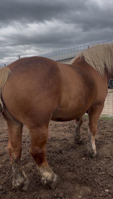 Vand iapa sange rece polonez