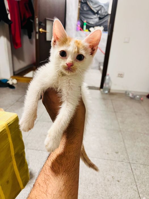Spre adopție pisicuță iubitoare și jucăușă - 3 luni (București)
