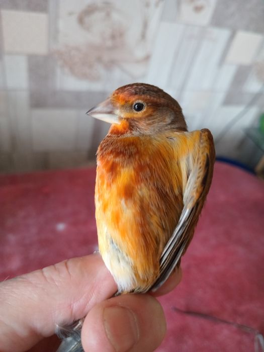 Гибриды щегол и репел.