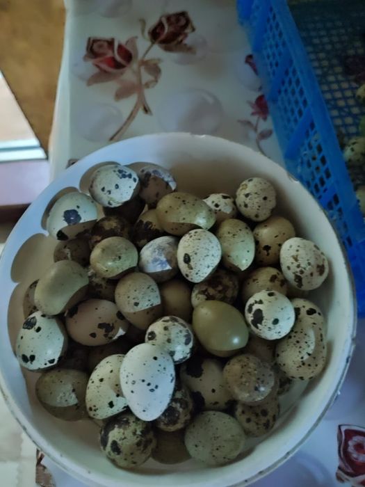 Продам домашнее перепелиное яйцо
