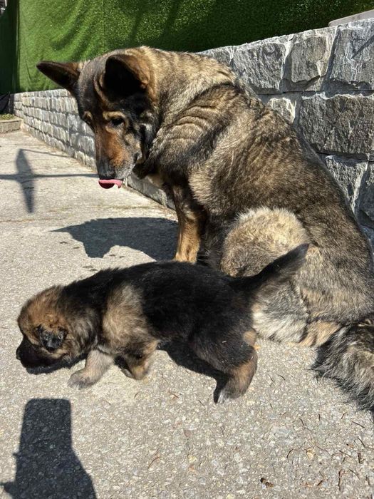 Продавам малки кученца