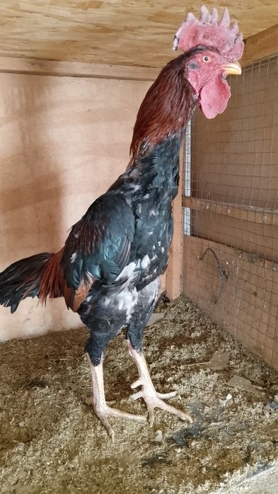 Шолпан қораз Қытай