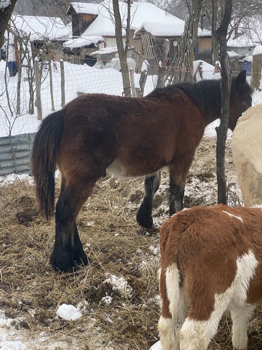 Manz armasar de 9 luni