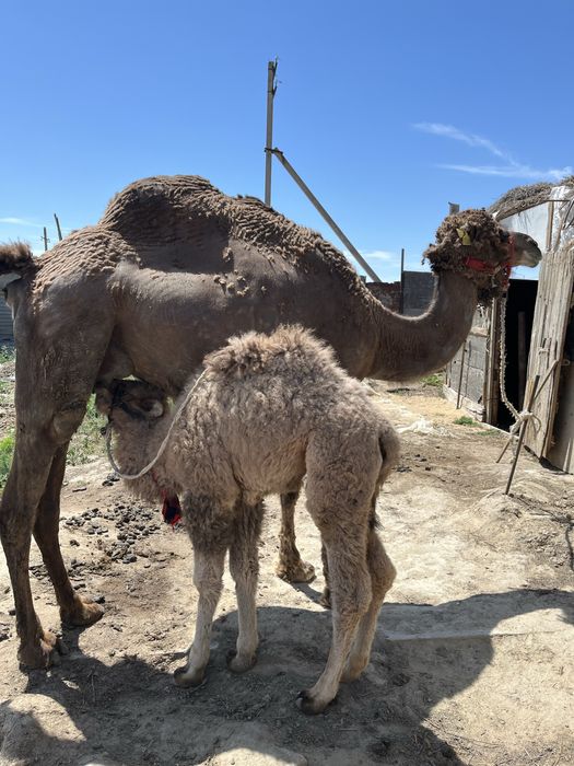 Сүтті түйе сатылады.