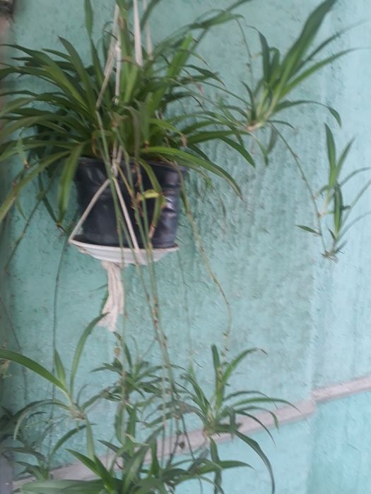 Продам комнатные цветы для дома, офиса