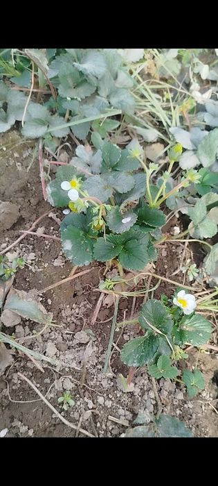 12 ой хосил берувчи кулупнай