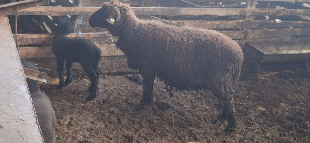 2 овце с по 1 агне и 10 бременни варненско