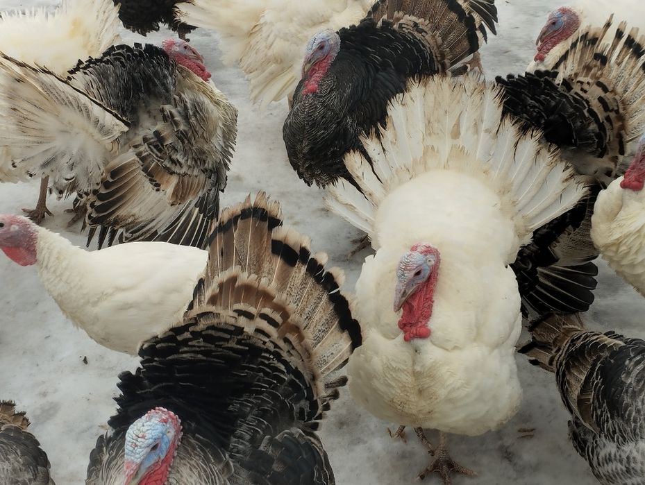 Продам индюков !