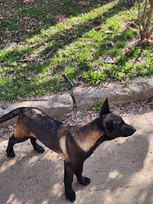 Mascul ciobanesc belgian malinois cu pedigree
