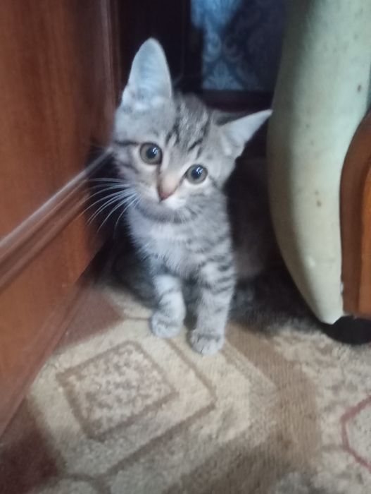 Отдам Котенка мальчика