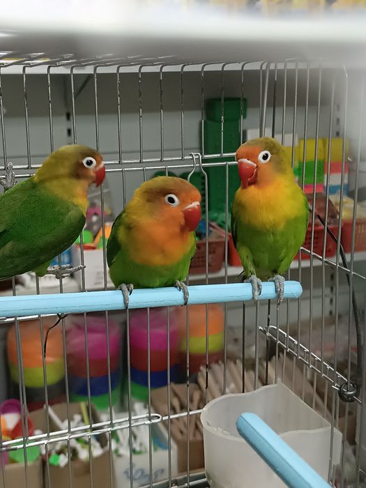 Неразлучники Фишер