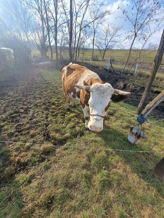 Vând vaca cu lapte