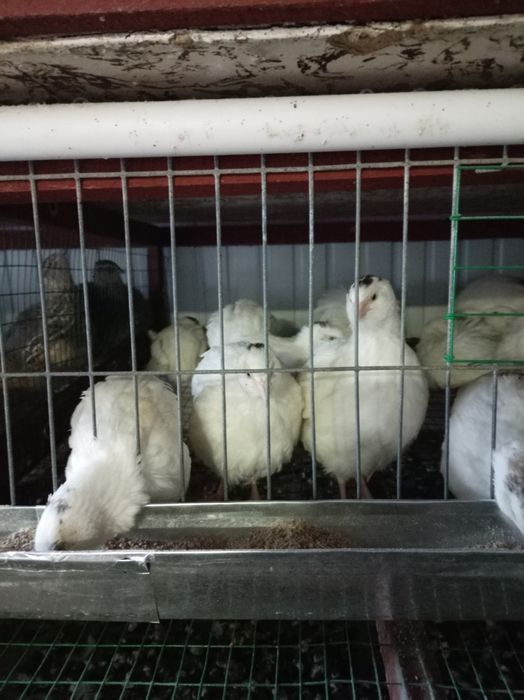 БЕДАНА жужалари гигант.