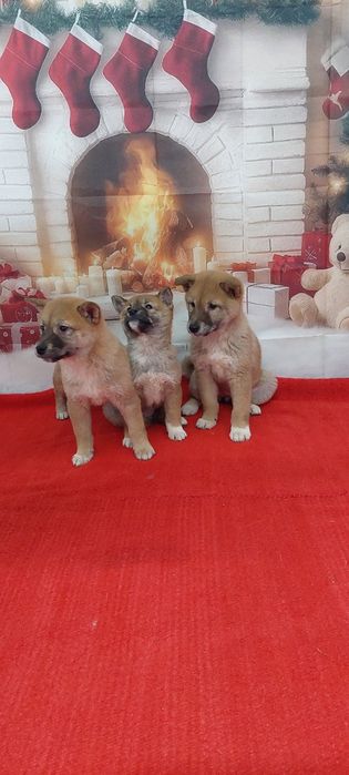 Шиба Ину Shiba inu