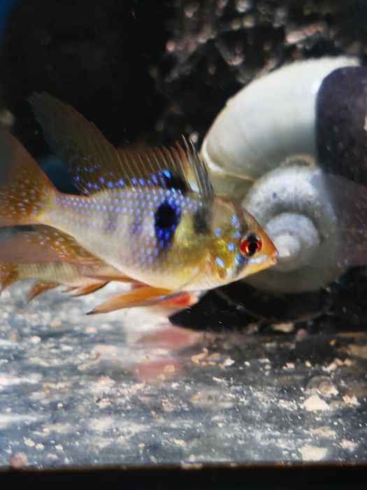 Vietăți acvariu Ciclide German blue Ram