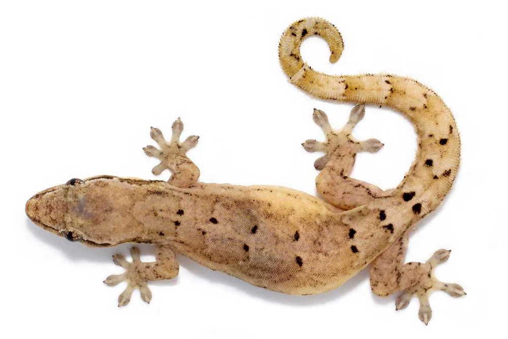 Траурен гекон, плачещ гекон, люспопръст гекон, лугубрис (Lepidodactylus lugubris)