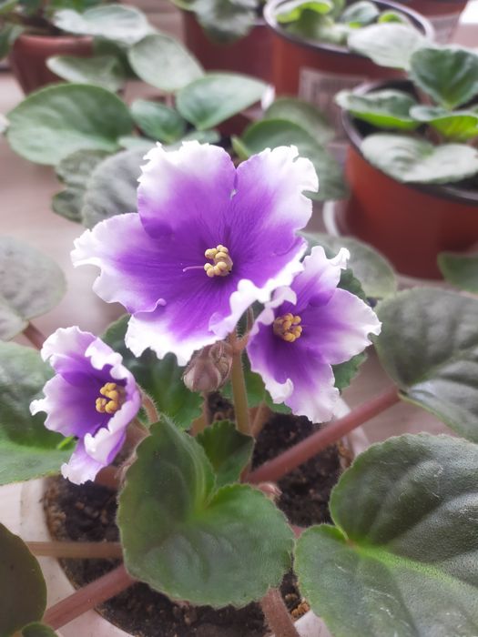 Продам фиалки комнатные