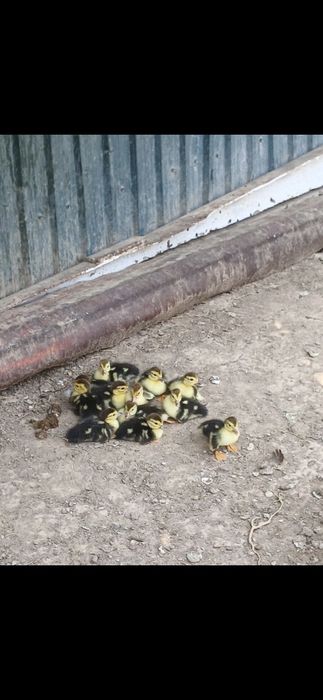 Продам утят с мамой