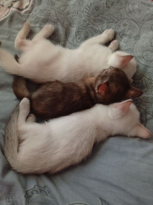Отдам домашних котят в добрые ручки