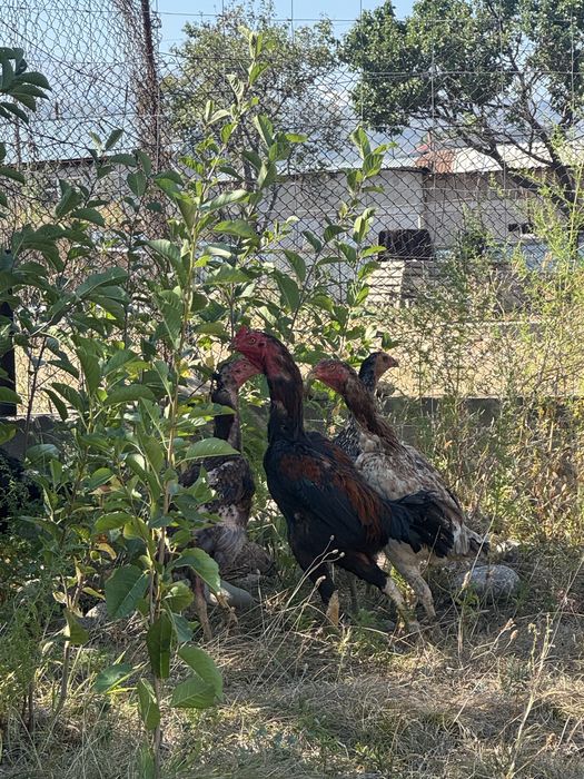 Продам дакан питух кури