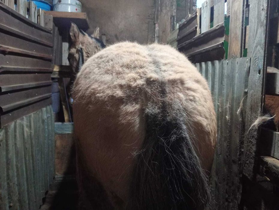 Продам тая 450000