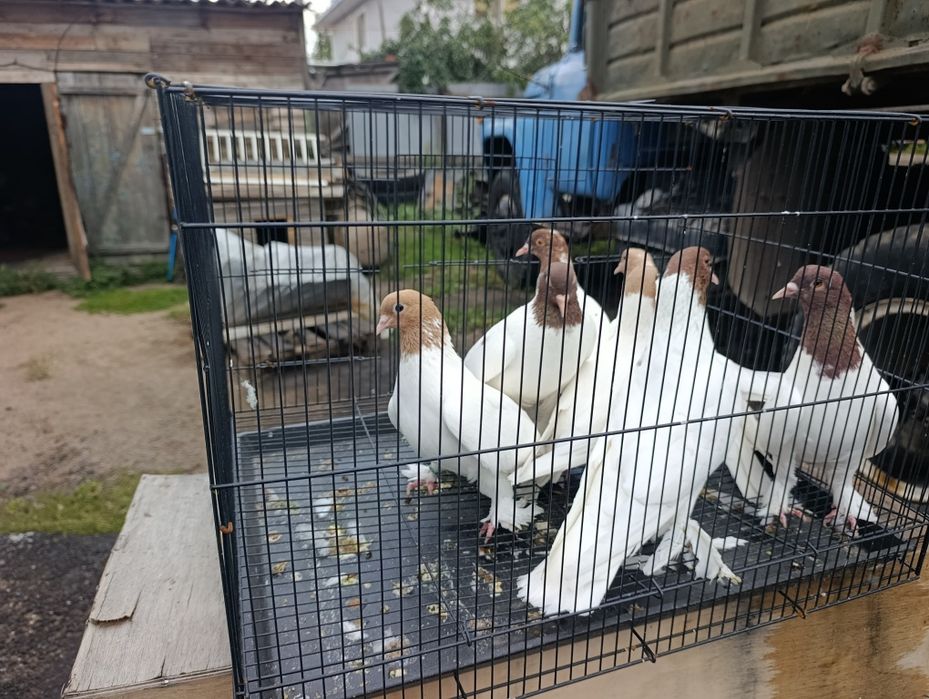 Продам голубей головастики