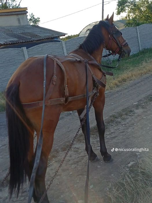 Vand iapa mare frumoasă sau cârlan metis frizian!