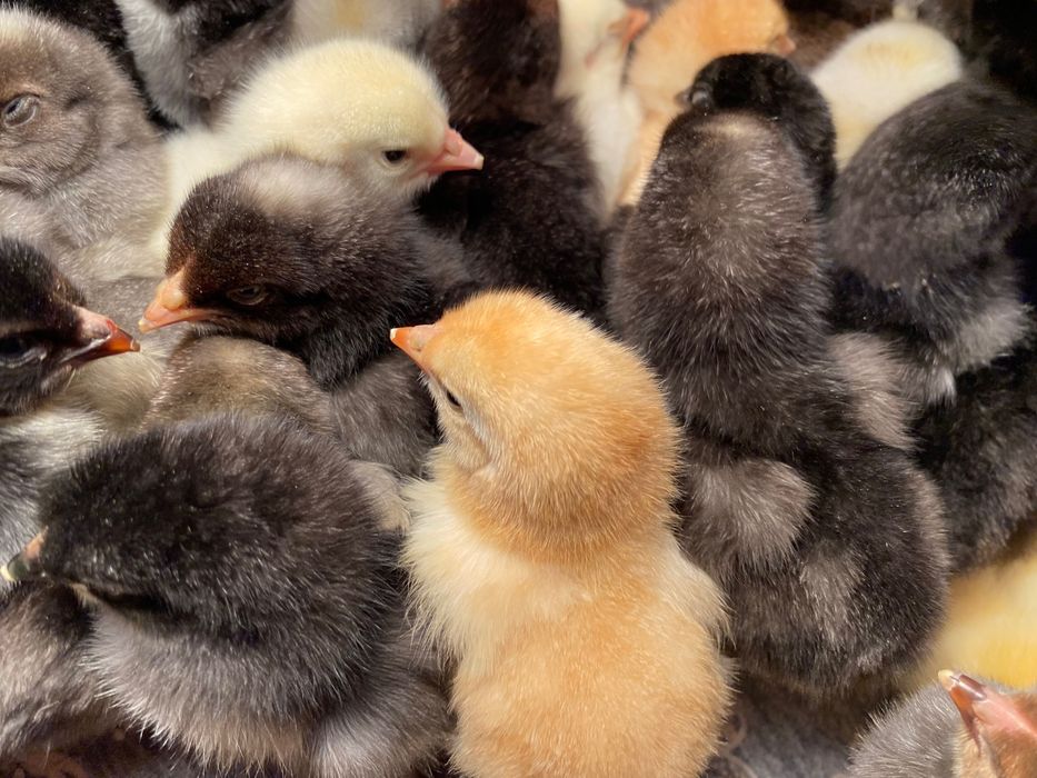 Продам домашних цыплят