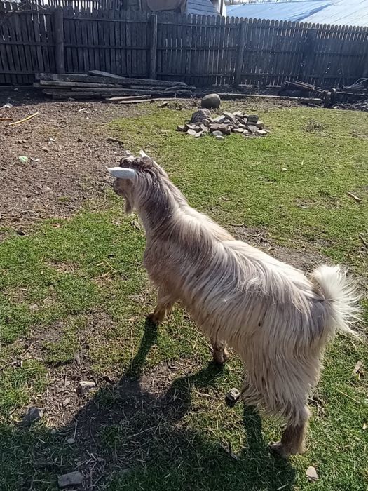 Vand ied de anul trecut