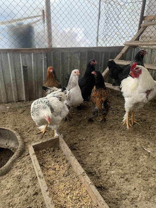 Прадается куры петушки