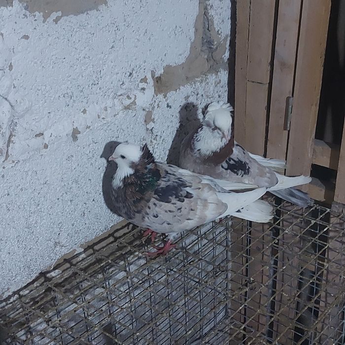 Челкар белагаловый чубати пара