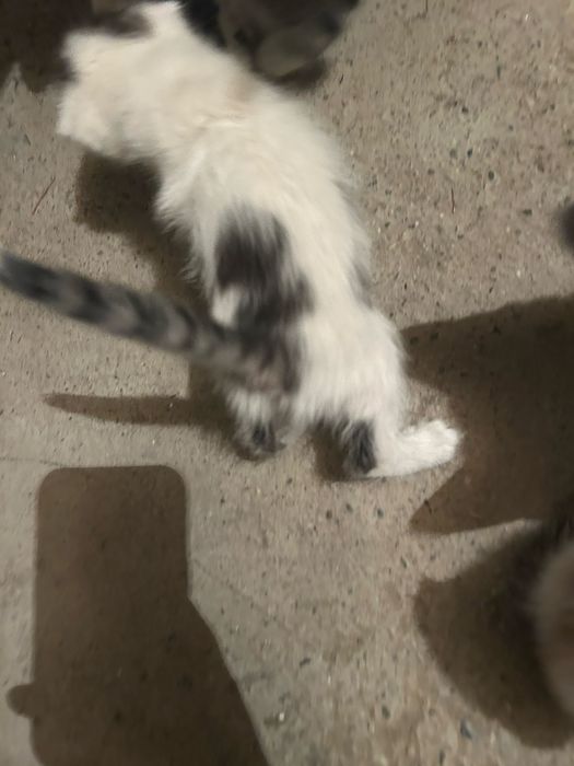 Котята веслоухие