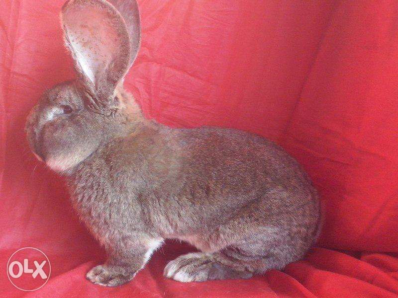 Iepuri Urias German Gri