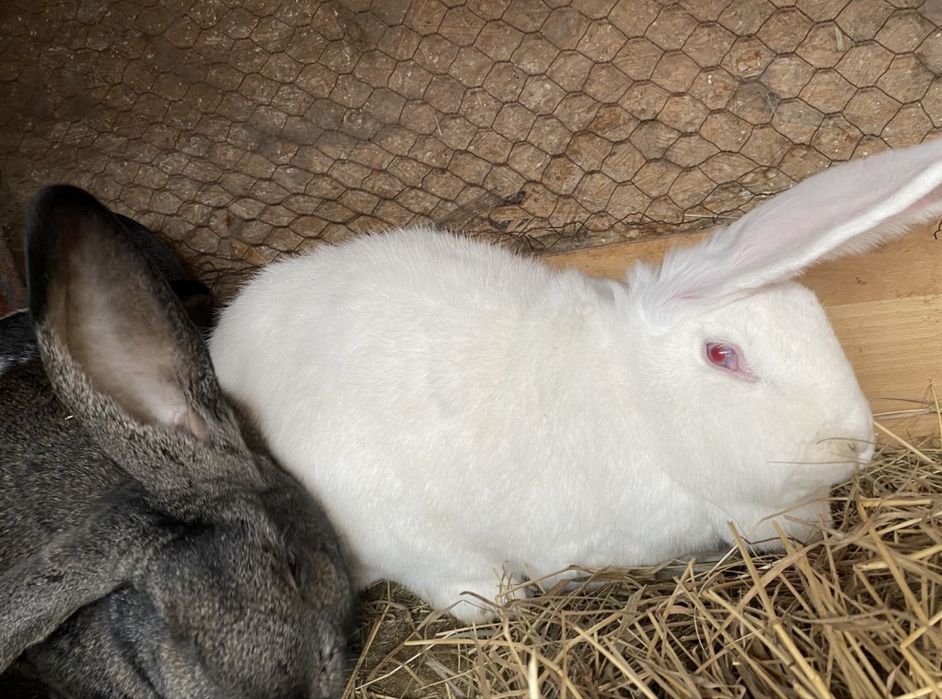 Dau la schimb ieburi, masculi/femele pe gaini