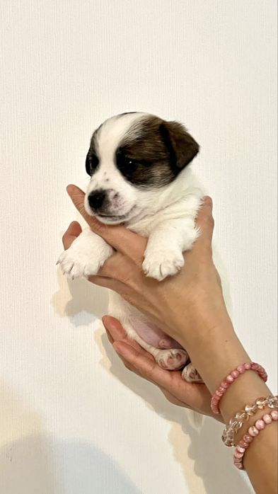 Джек Рассел терьер СКК, FCI