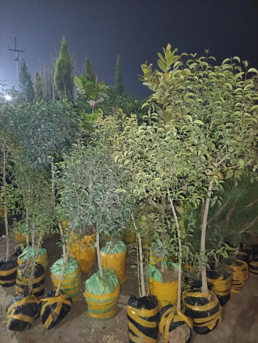 Арча ,мевали ва манзарали кучатлар.саженци ёлки и фруктовые