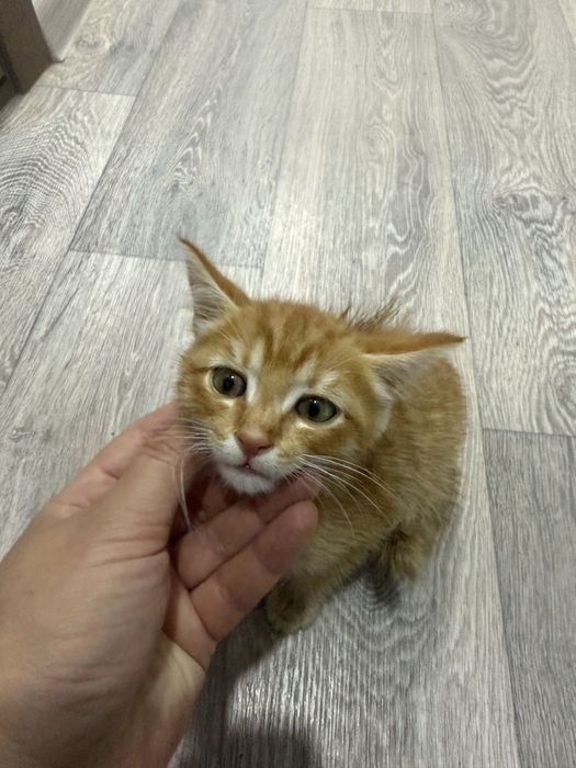 Котенок мальчик оба