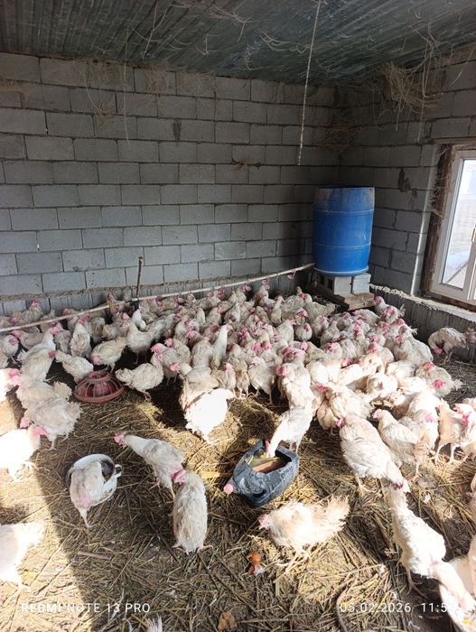 Продам Ломан Вайт несушеки