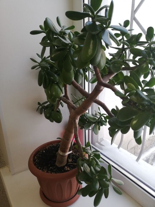 Продам толстянка, денежное дерево.