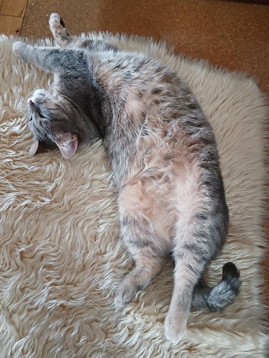 Подарявам котка - Синьо Таби, женска, кастрирана