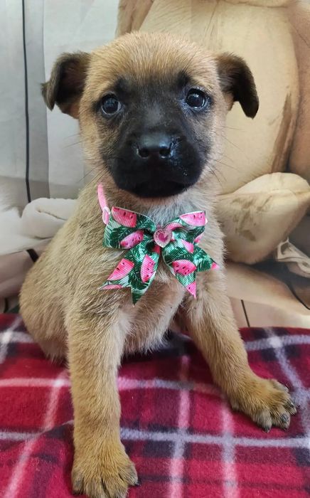 Cățel / Cățelușa talie mică adopție